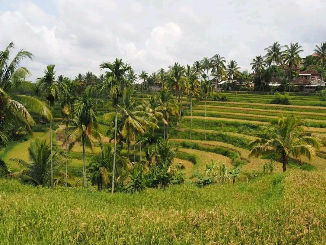 Tereng Wilis Bungalows テテバトゥ エクステリア 写真
