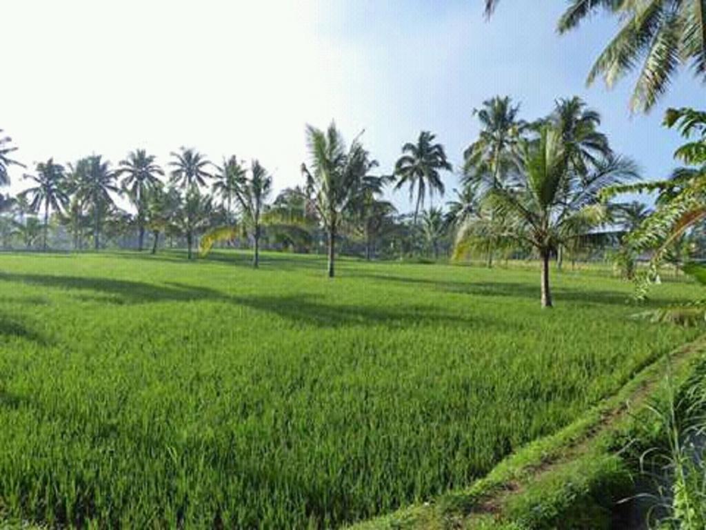 Tereng Wilis Bungalows テテバトゥ エクステリア 写真